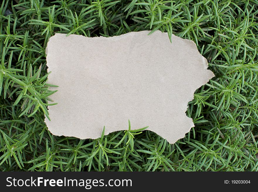 A blank piece of paper sits on a rosemary bush.  There is plenty of copy space. A blank piece of paper sits on a rosemary bush.  There is plenty of copy space.