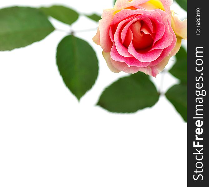 Rose isolated on a white background, red flower