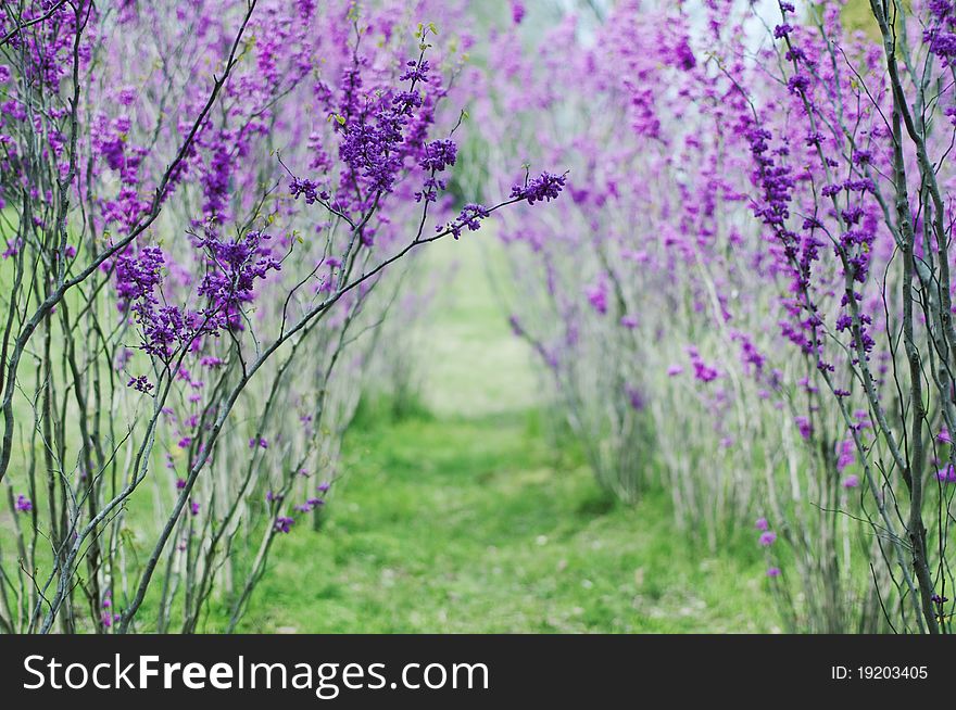 Beautiful landscape with blooming cercis. Beautiful landscape with blooming cercis