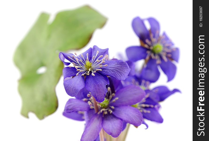 Lovely Wild Violet Flowers
