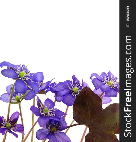 Lovely wild violet flowers