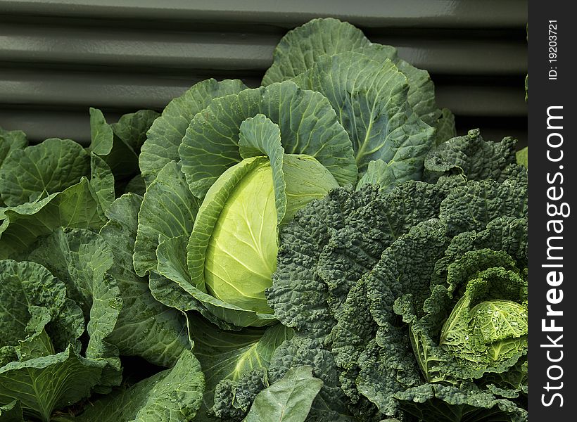 Cabbages in a vegetable garden, green healthy eating