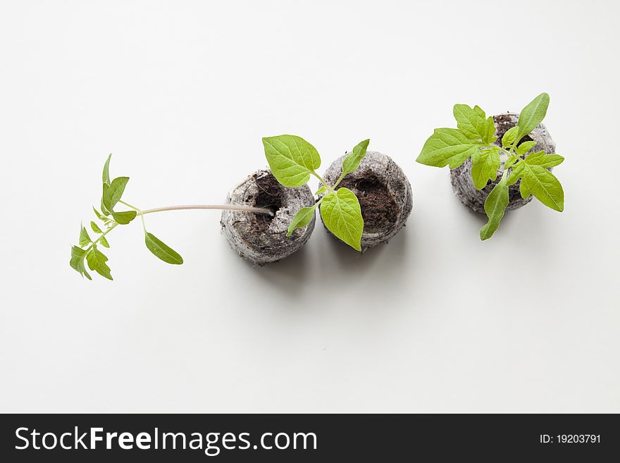 Green sprout on a white background