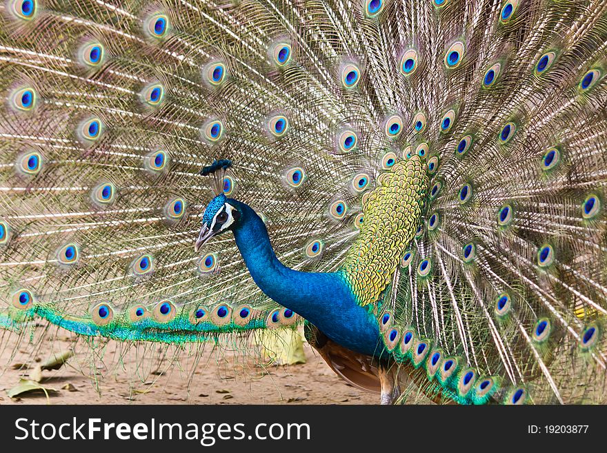 Thai Peacock spread the tail feathers