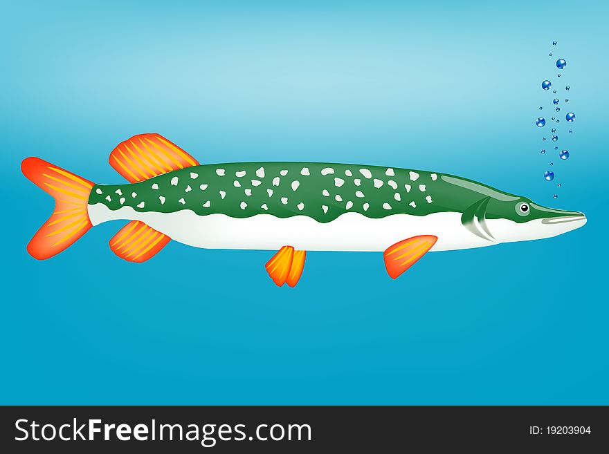 Freshwater fish pike in clean water. Freshwater fish pike in clean water