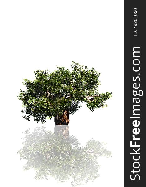 High resolution tree isolated on white background