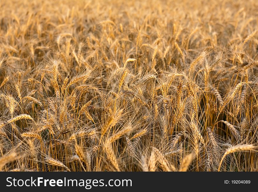 Field of wheat on sunset, rye