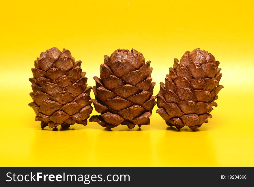 Two cedar cones on yellow background