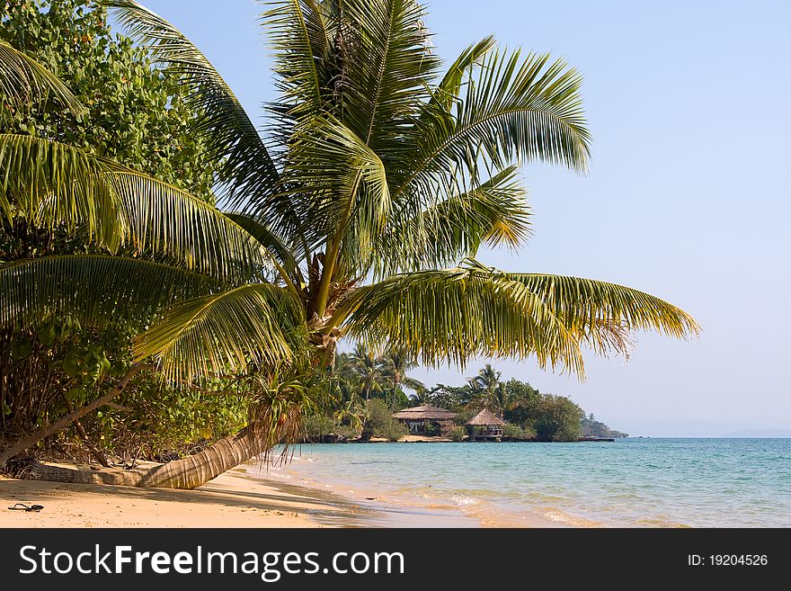 Tropical Beach With Coconut Palm