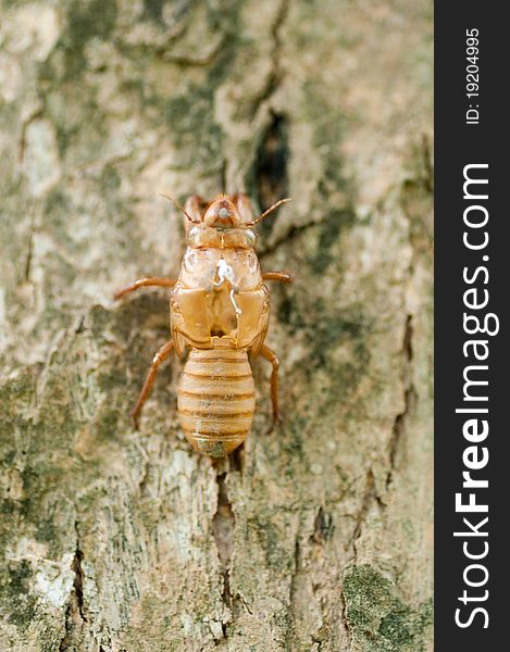 Cicada Slough