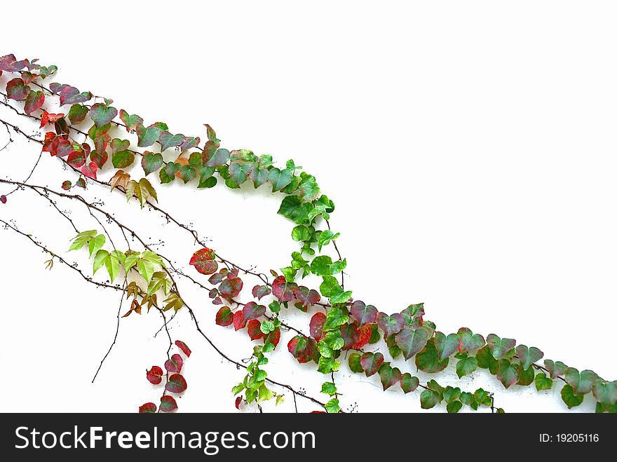 Ivy climbing across a white wall. Ivy climbing across a white wall