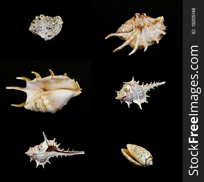 Different shells on a black background