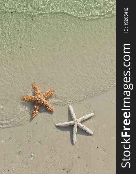 Couple Of Starfish On A Tropical Beach