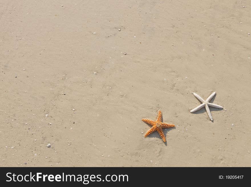 Couple Of Starfish On A Tropical Beach