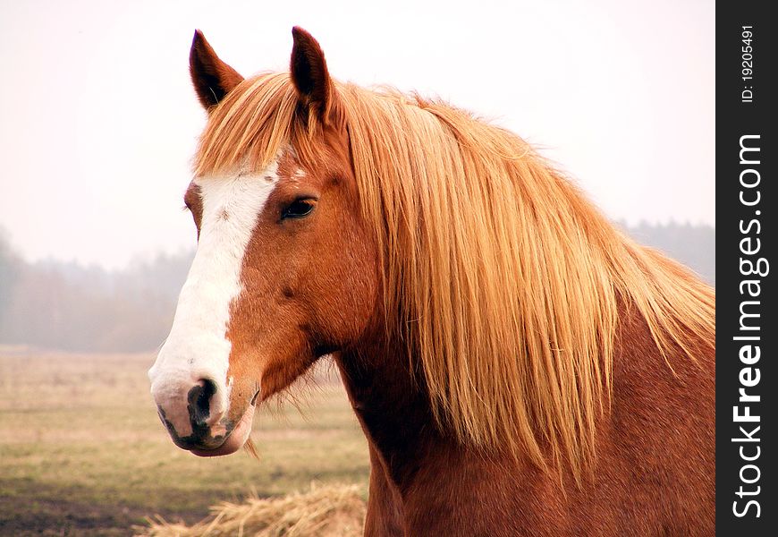 Close up of palomino draft horse