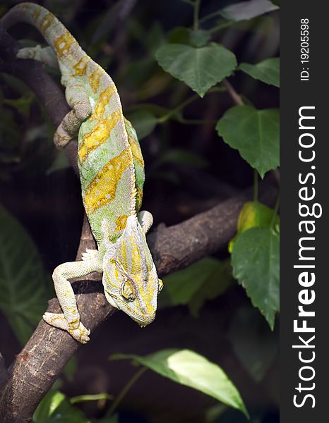 Chameleon with open mouth, sitting on a branch in your terrarium. Chameleon with open mouth, sitting on a branch in your terrarium