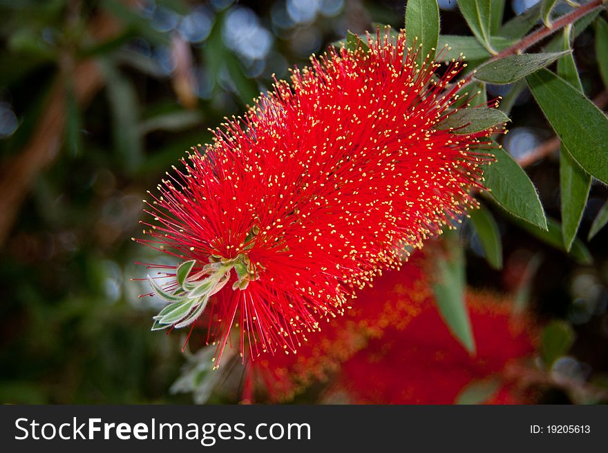 Red Bottlebrush Flower