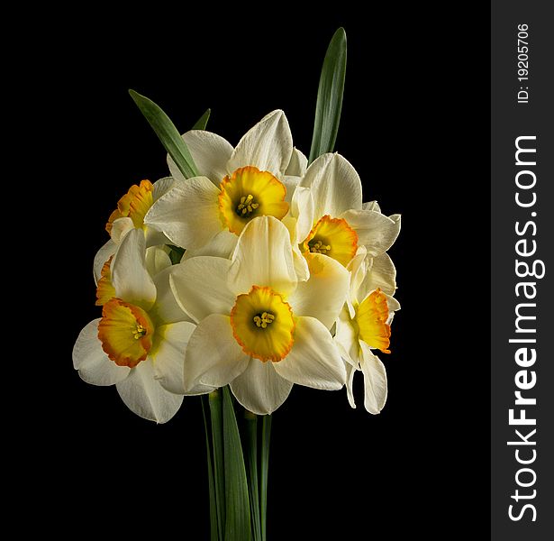 A bunch of beautiful narcissus on black background. A bunch of beautiful narcissus on black background