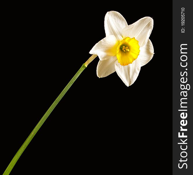 Beautiful long narcissus on black background