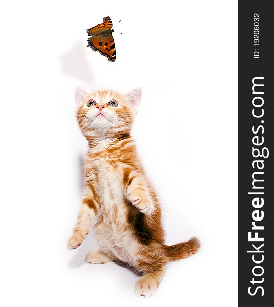 Small redhead kitty and butterfly on white background