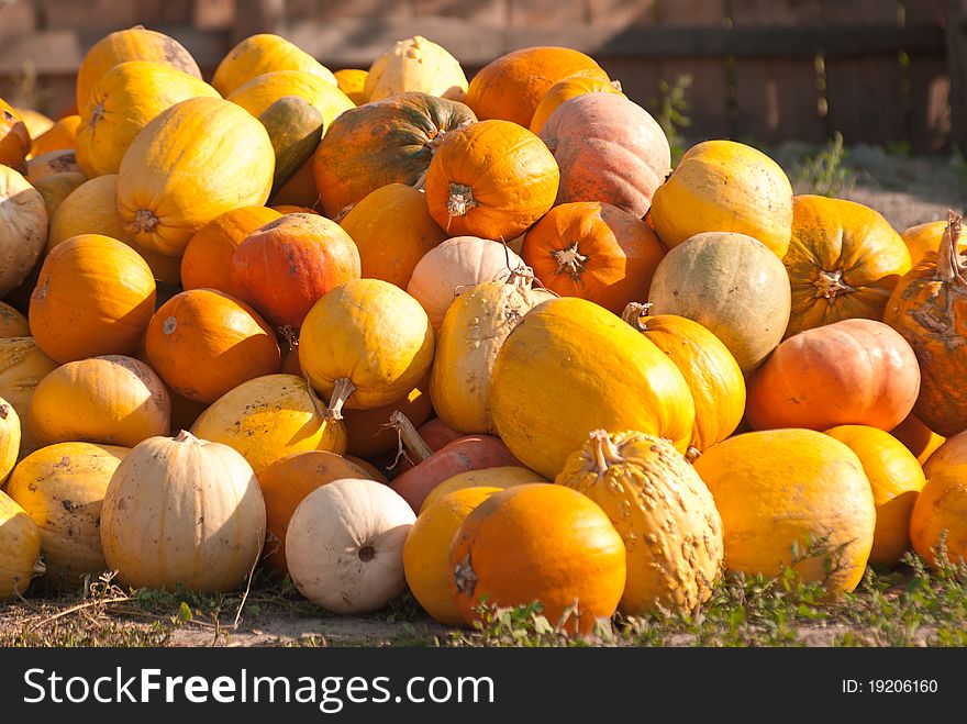 Colorful pumpkins on the market. Colorful pumpkins on the market