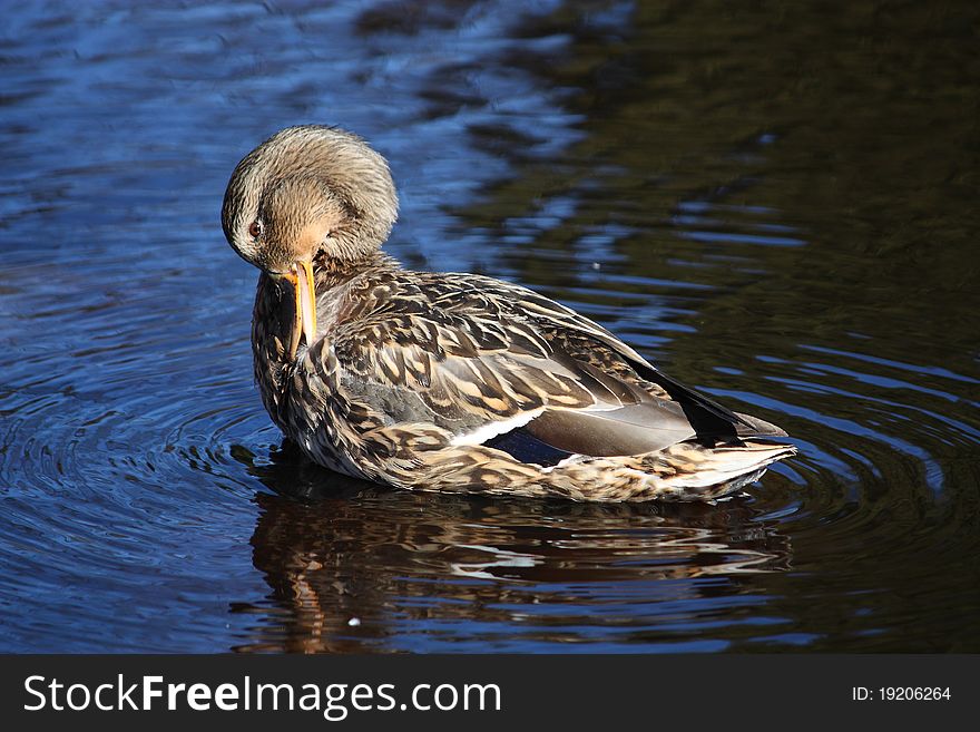 Female duck grooming its feathers and swimming in the pond