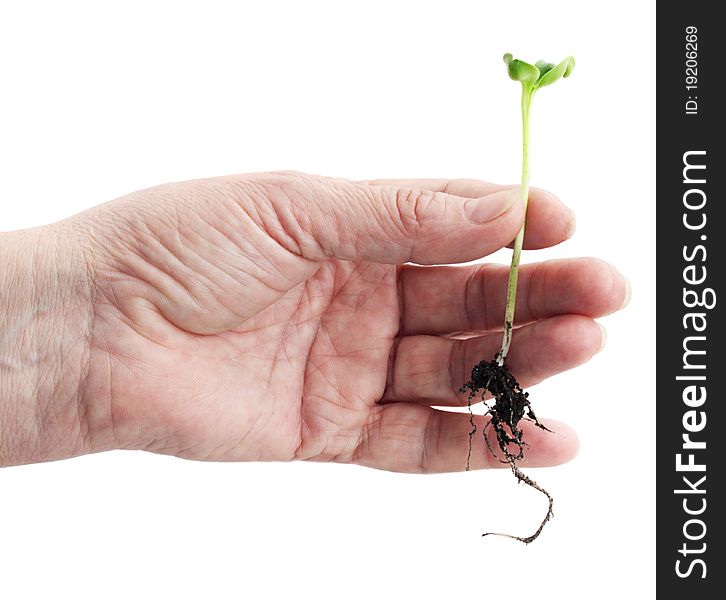 Female hand holds seedling on the white