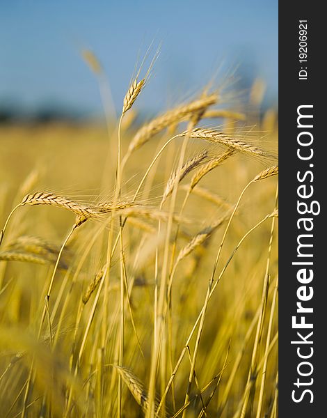 Ears of wheat on the field in the foreground and forest in the background