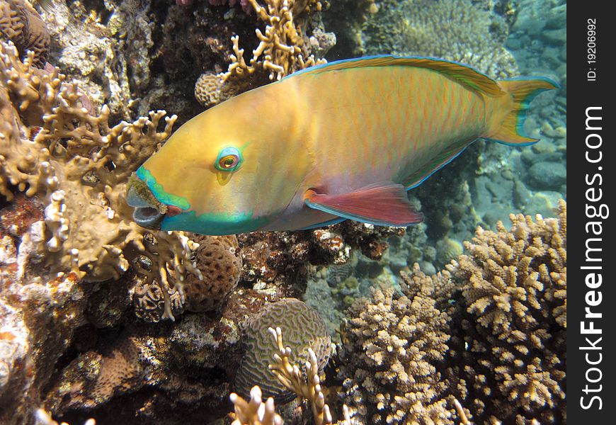 Parrotfishe in the Red Sea coral reef of Eilat Gulf