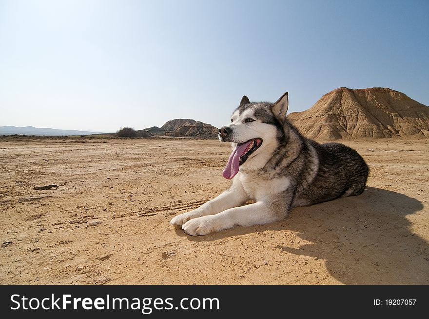 Winter doggy resting at desert. Winter doggy resting at desert