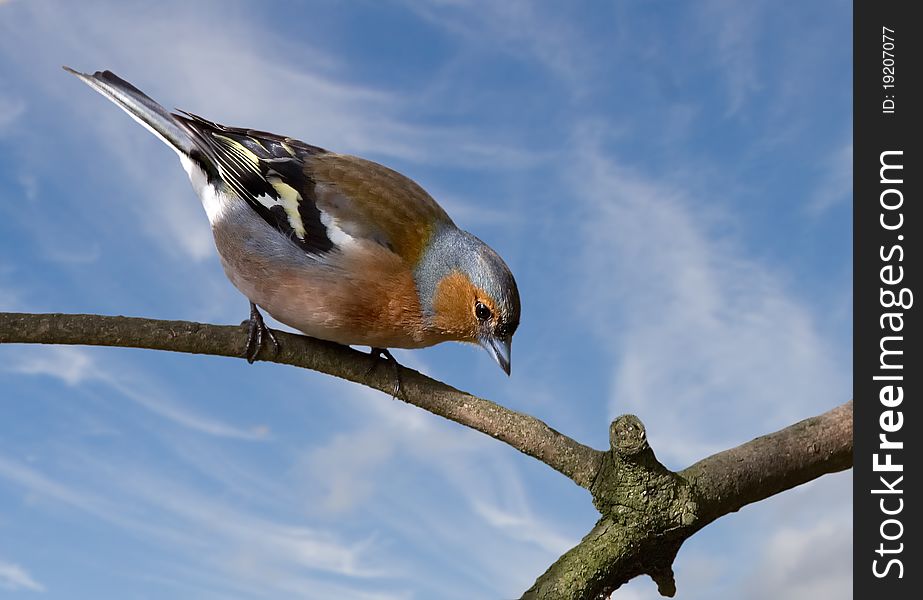 An adult male Chaffinch on a branch in Staffordshire, England. The Chaffinch is common throughout Europe.