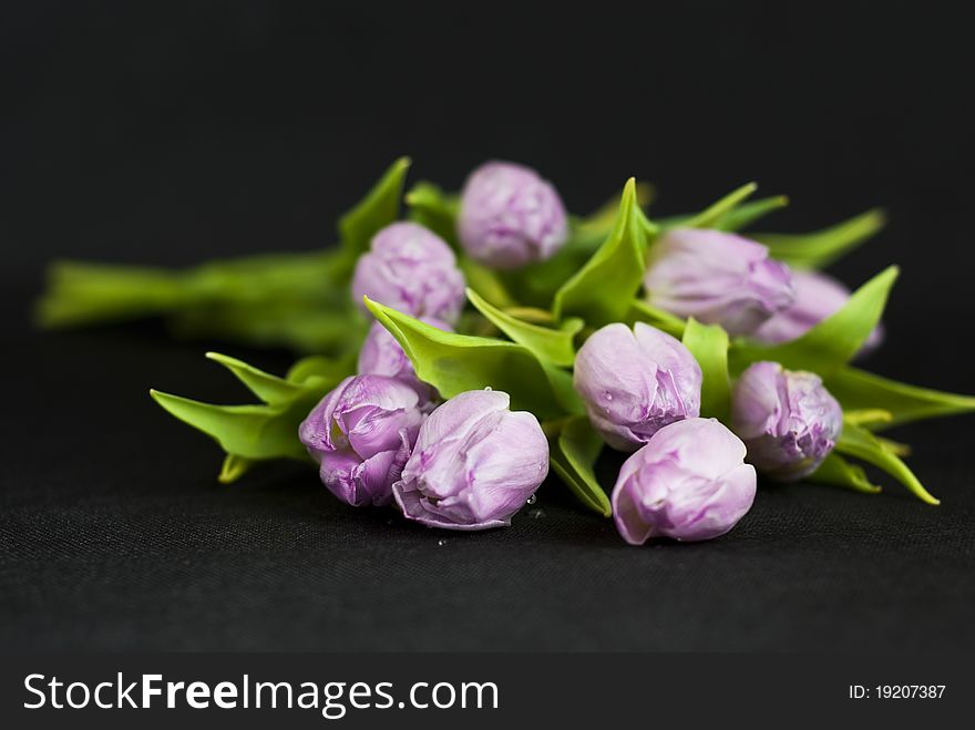 Bouquet Of Lilac Tulips Against A Dark Background