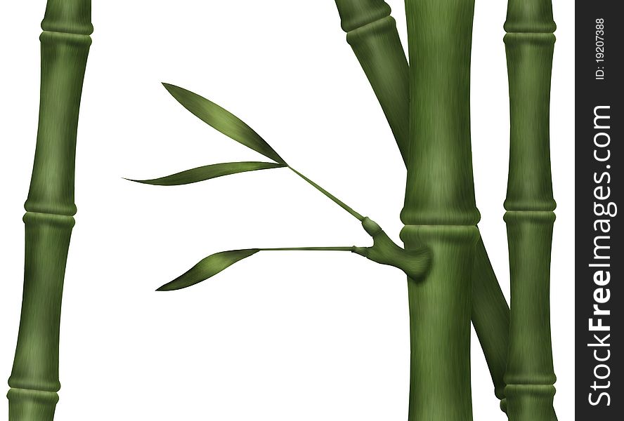 Bamboo