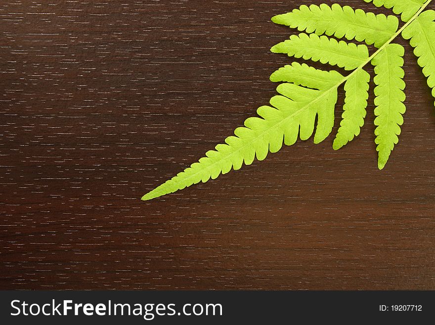 Fern leaves on brown wood for background