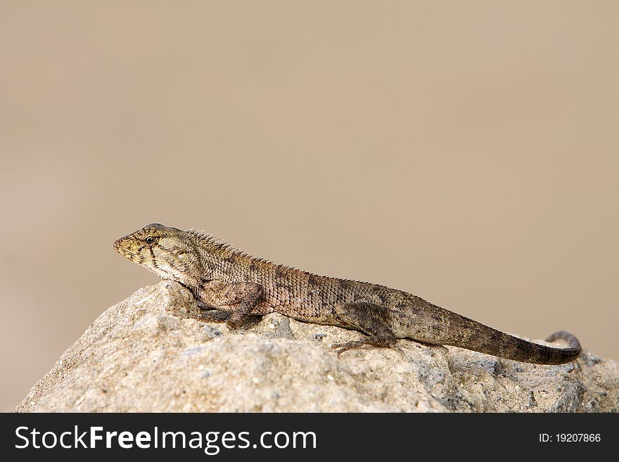 Young iguana on the granite rock with beach sand on the background