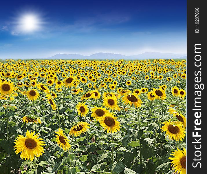 Beautiful sunflowers with blue sky and sunburst. Beautiful sunflowers with blue sky and sunburst