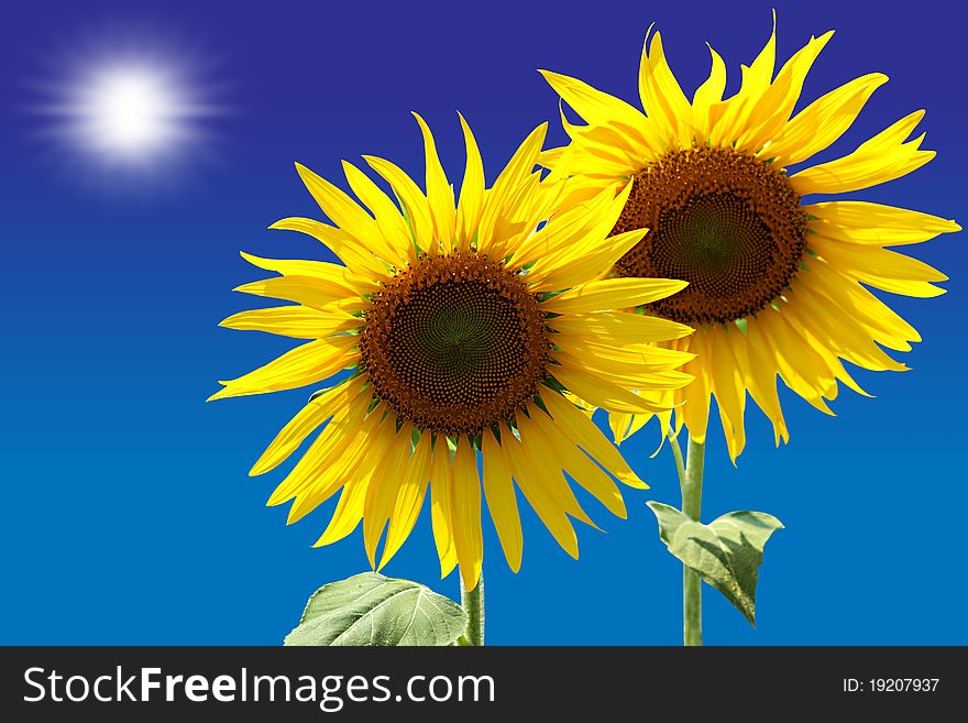 Beautiful sunflowers with blue sky and sunburst. Beautiful sunflowers with blue sky and sunburst