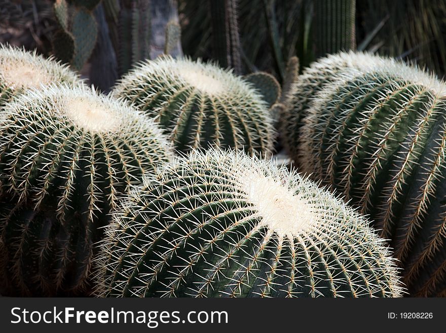 Echinocactus grusonii - Mexico cactuses plant - Golden Ball. Echinocactus grusonii - Mexico cactuses plant - Golden Ball