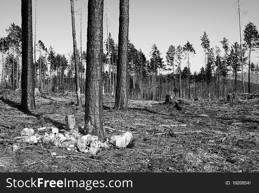 Garbage pit in pine wood. Black and white photo.