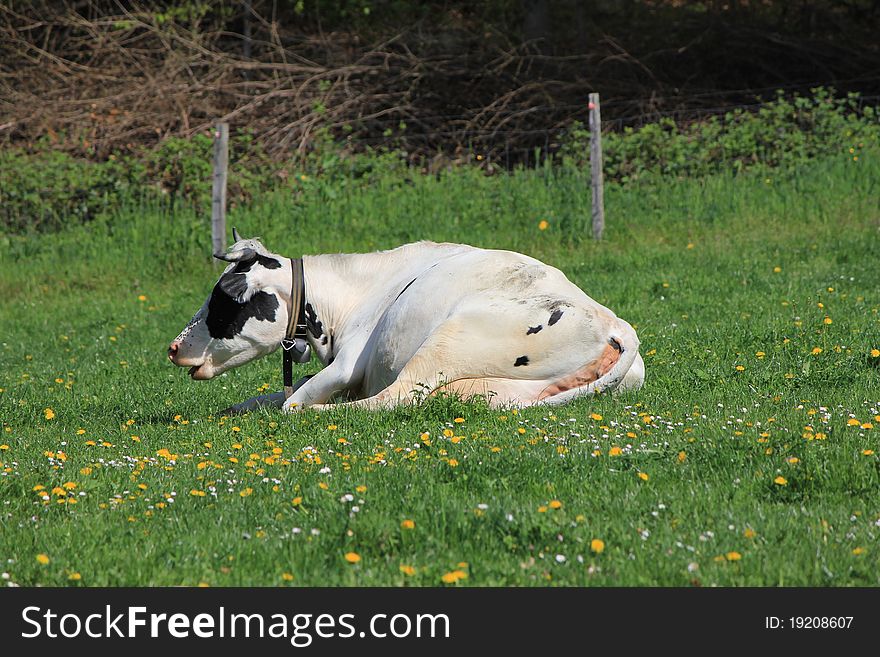 Cow and grass