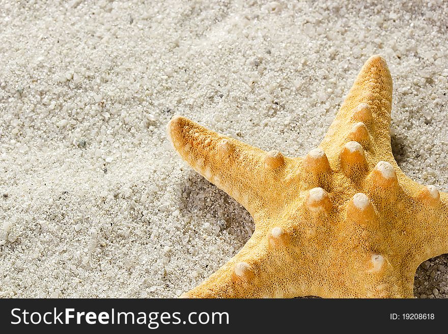 Golden starfish laying on sand. Add your text to the empty space.