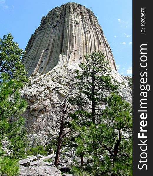 The peeling rock strips of Devil's Tower lie at her feet. Here she stands reaching for the bright blue springtime sky surrounded by pines.