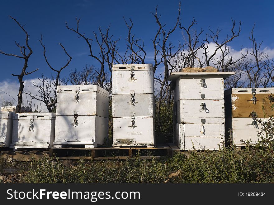 White beehives standing in a row in front of burnt bushes outside Athens,Greece.Summer fires regularly ravage the countryside and forests. White beehives standing in a row in front of burnt bushes outside Athens,Greece.Summer fires regularly ravage the countryside and forests.
