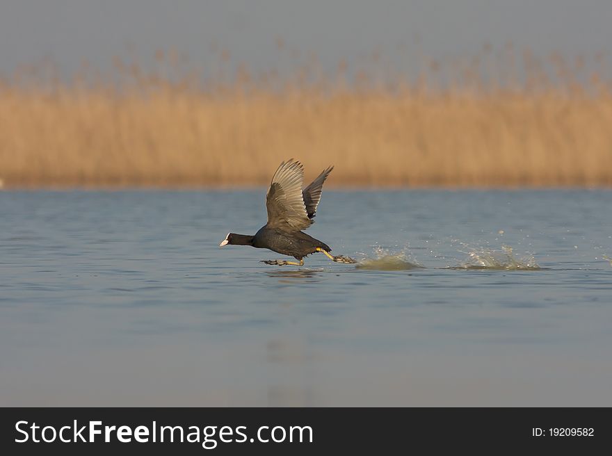 Coot  (Fulica Atra)