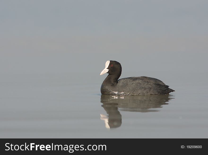 Coot on the lake (fulica atra). Coot on the lake (fulica atra)