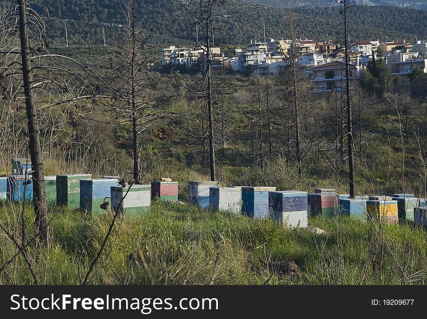 Beehives colony in forest overlooking a housing estate in a suburb of Athens,Greece. Beehives colony in forest overlooking a housing estate in a suburb of Athens,Greece.