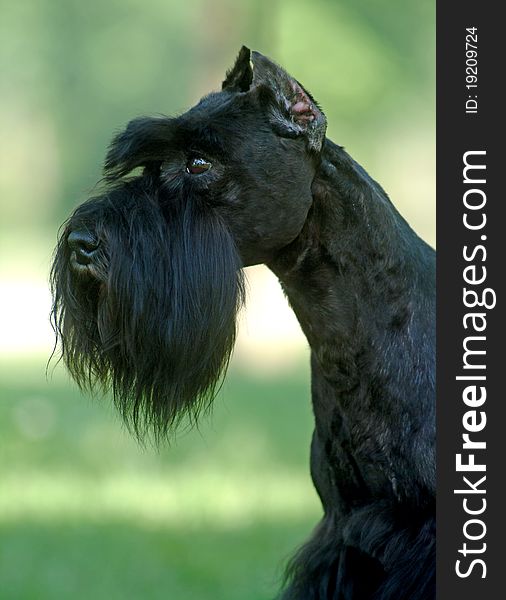 A black Schnauzer on the grassland. A black Schnauzer on the grassland