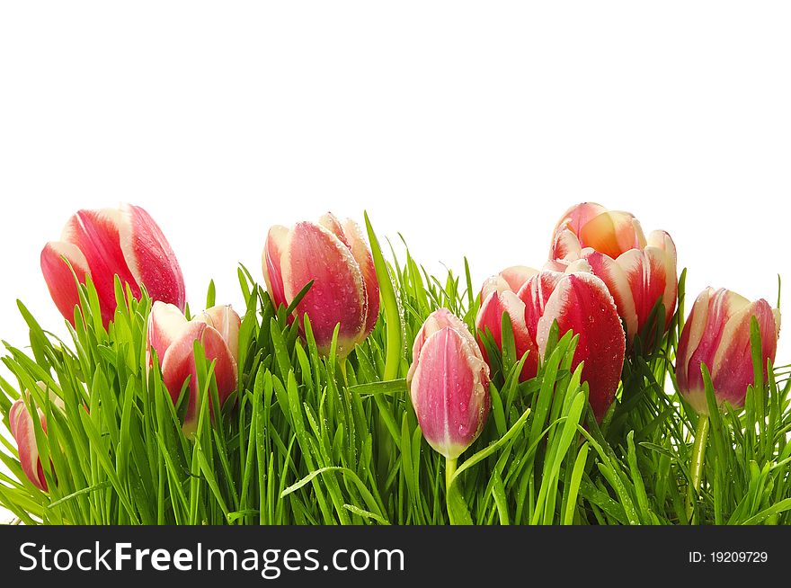 Pink tulips in a green grass on the white isolated background