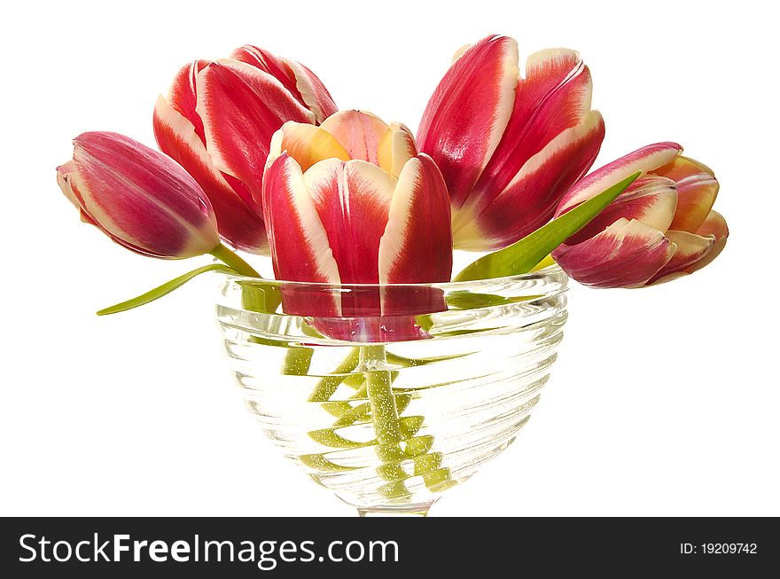 Bouquet of pink tulips in a glass vase on the white isolated background