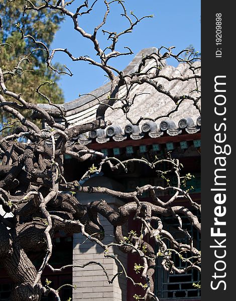 Old tree in the Summer palace, Beijing, China